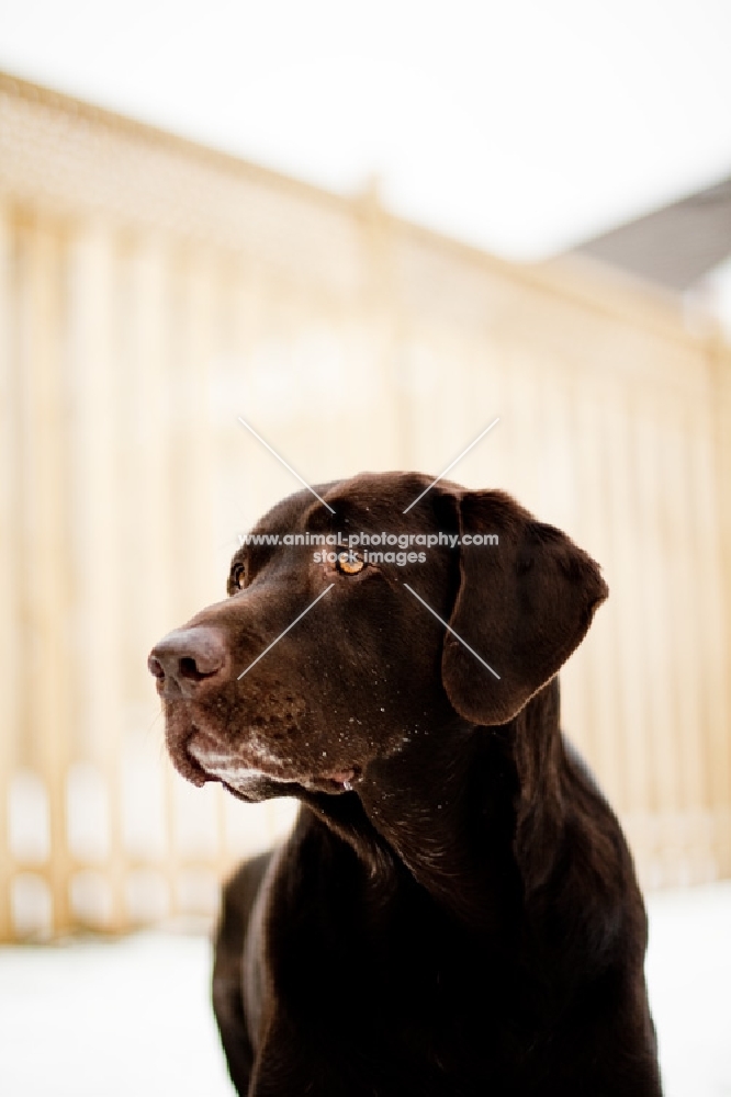 chocolate coloured labrador