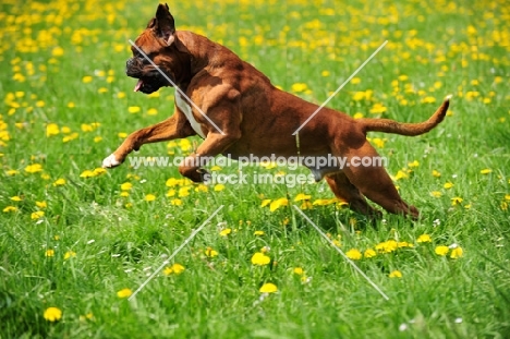 Boxer, jumping up