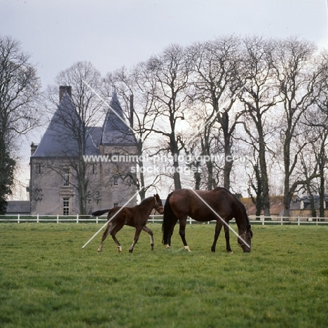 French Trotter mare with foal at Haras de Pompadour