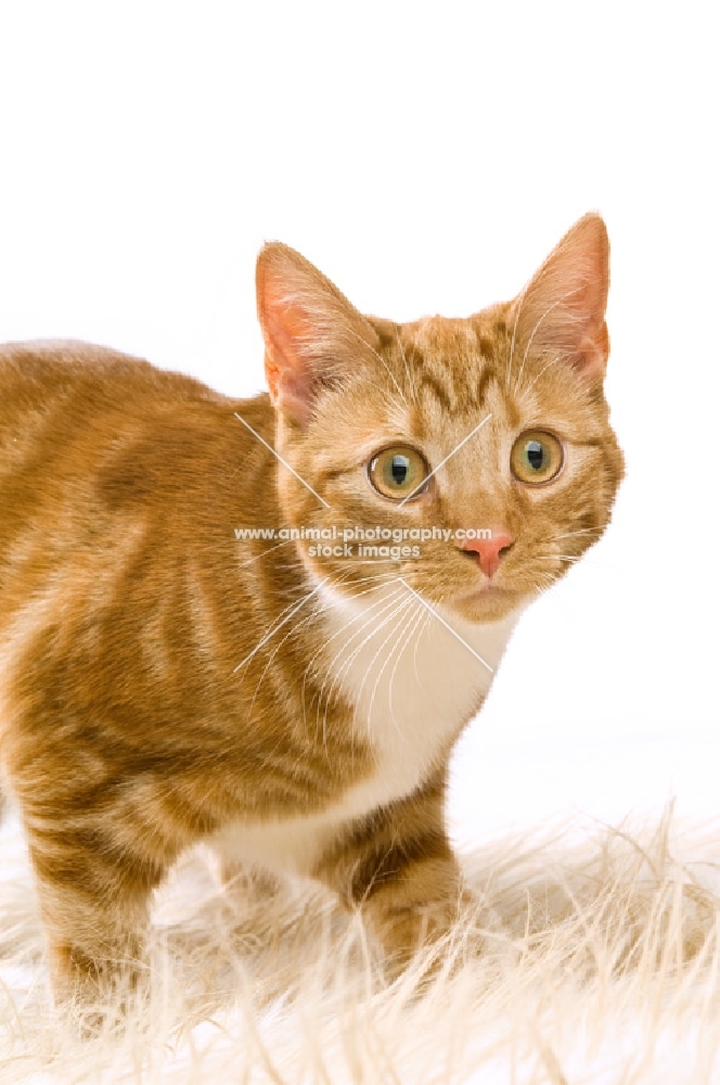 ginger tabby cat on fluffy rug isolated on a white background
