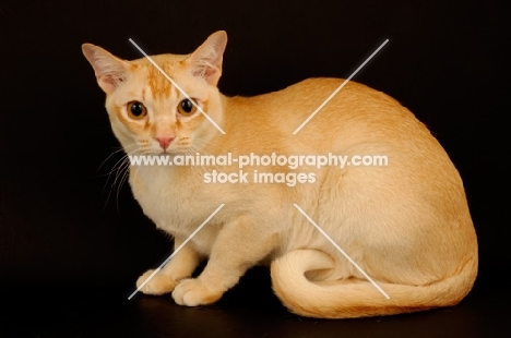 red burmese on black background