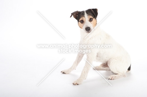 jack russell, on white background