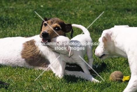 Jack Russell Terrier puppy begging for food