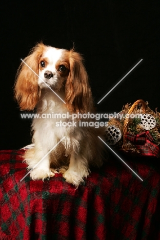 cavalier king charles spaniel on checkered sheet