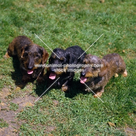 ch guinness of drakesleat and others, three miniature wire haired dachshunds  on grass