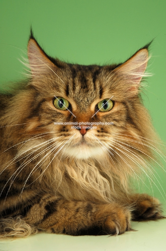 brown tabby maine coon looking at camera, green background