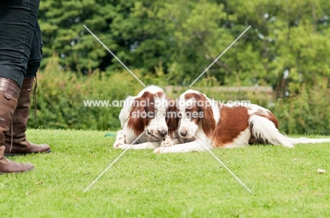 two Irish red and white setters lying down
