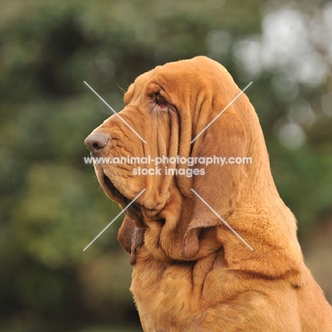 Bloodhound dog profile head shot