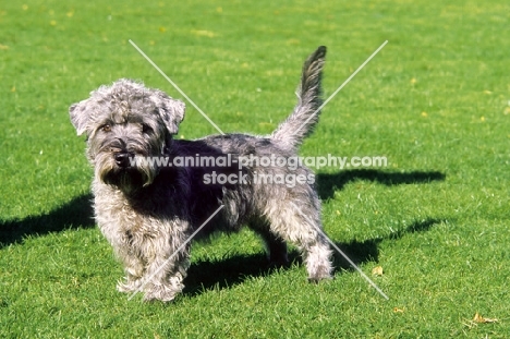 Glen of Imaal Terrier on grass