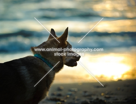 Swedish Vallhund near sea at sunset