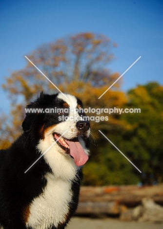 Bernese Mountain Dog portrait