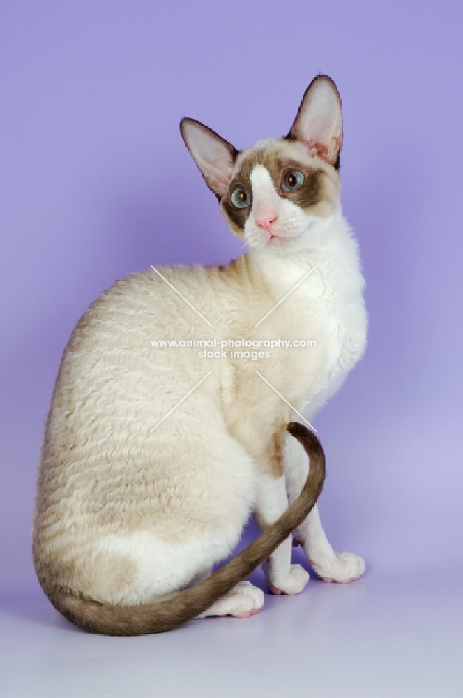 si-rex coloured cornish rex cat, sitting