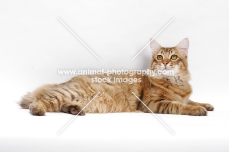 American Bobtail, Chocolate Spotted Tabby, looking up