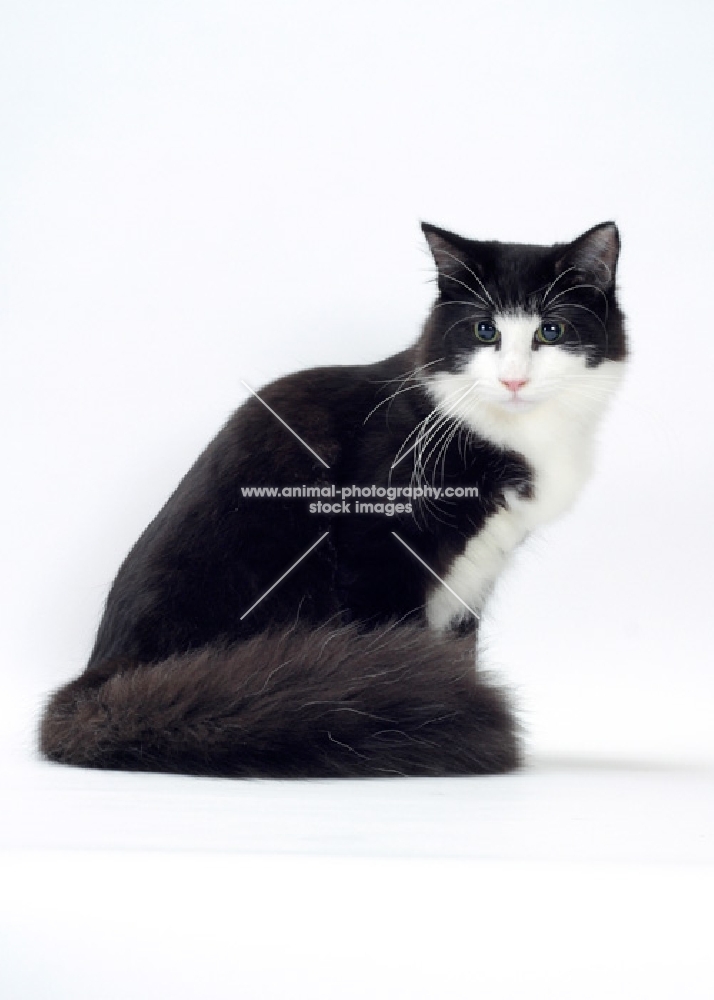 Black & White Norwegian Forest Cat sitting on white background