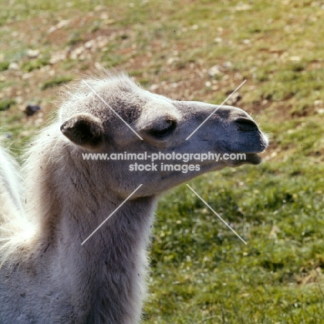 bactrian camel portrait