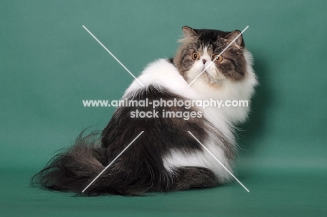 Brown Mackerel Tabby & White Persian