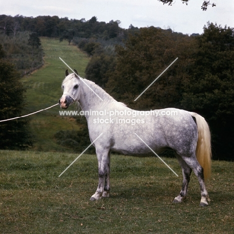 twyford mazurka, welsh mountain pony  mare