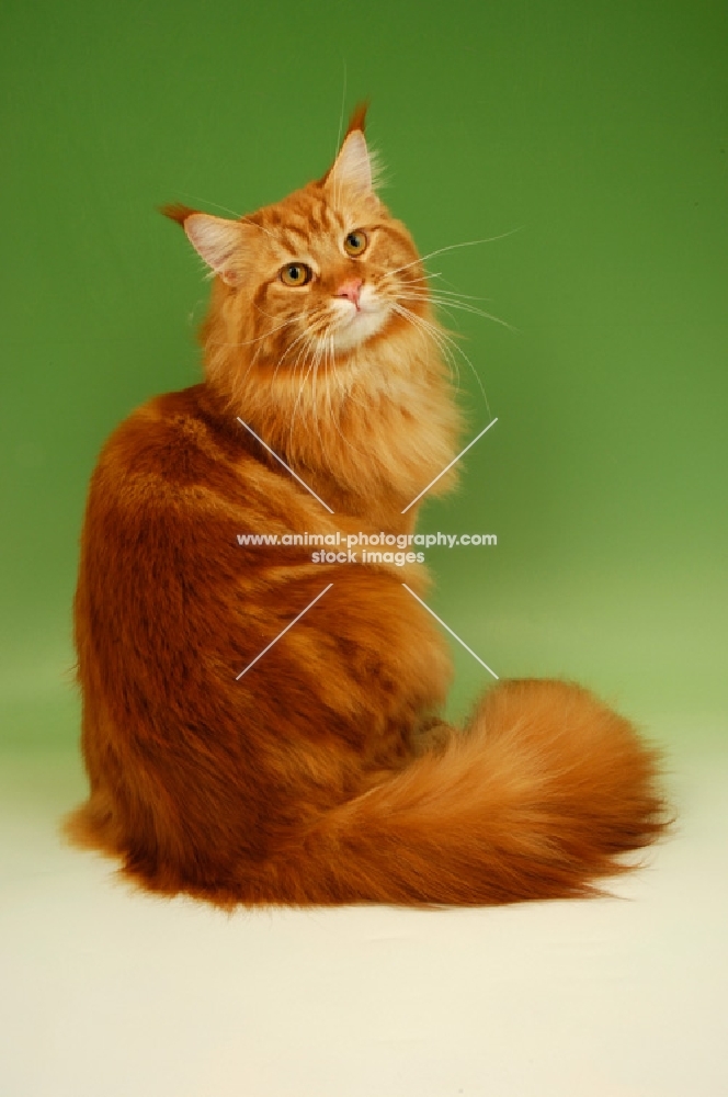 red main coon turning back