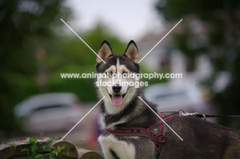 Beautiful young husky