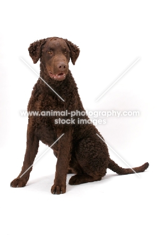 liver coloured Curly Coated Retriever sitting down