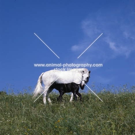 lipizzaner mare with foal suckling at piber
