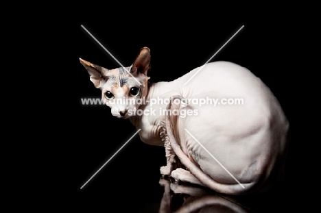 crouching sphynx cat 