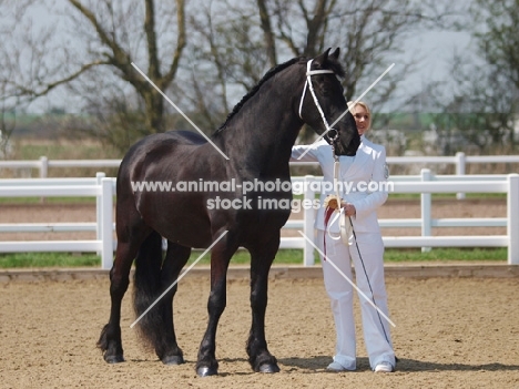 Friesian with handler