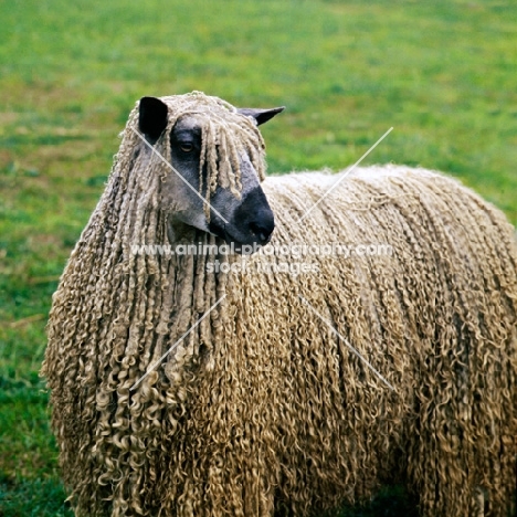 teeswater sheep in field