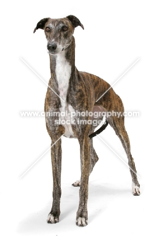 brindle and white Greyhound, Australian Champion on white background