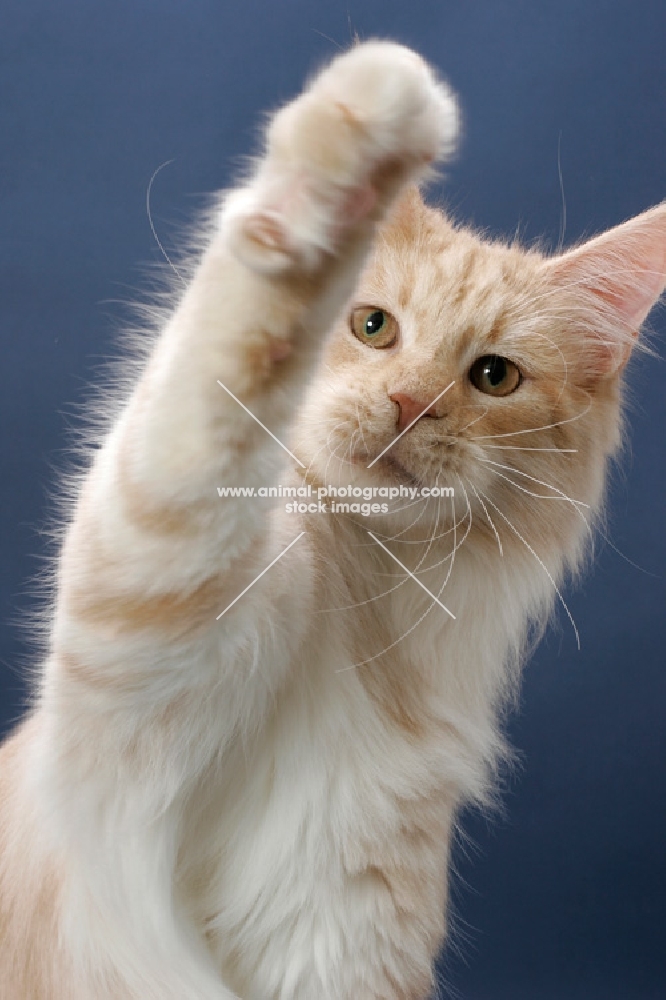 Maine Coon cat, Cream Silver Classic Tabby colour, standing on hind legs