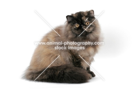 female Tortoiseshell Persian on white background