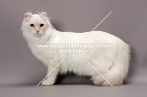 American Curl Longhair cat standing, side view, red silver lynx point