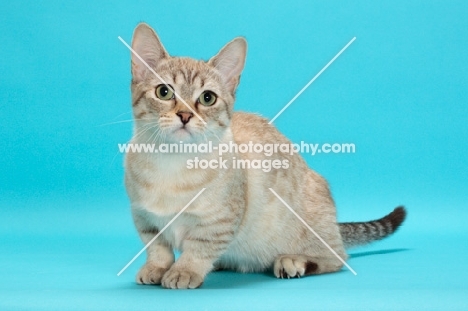 Seal (Natural) Mink Spotted Tabby Munchkin