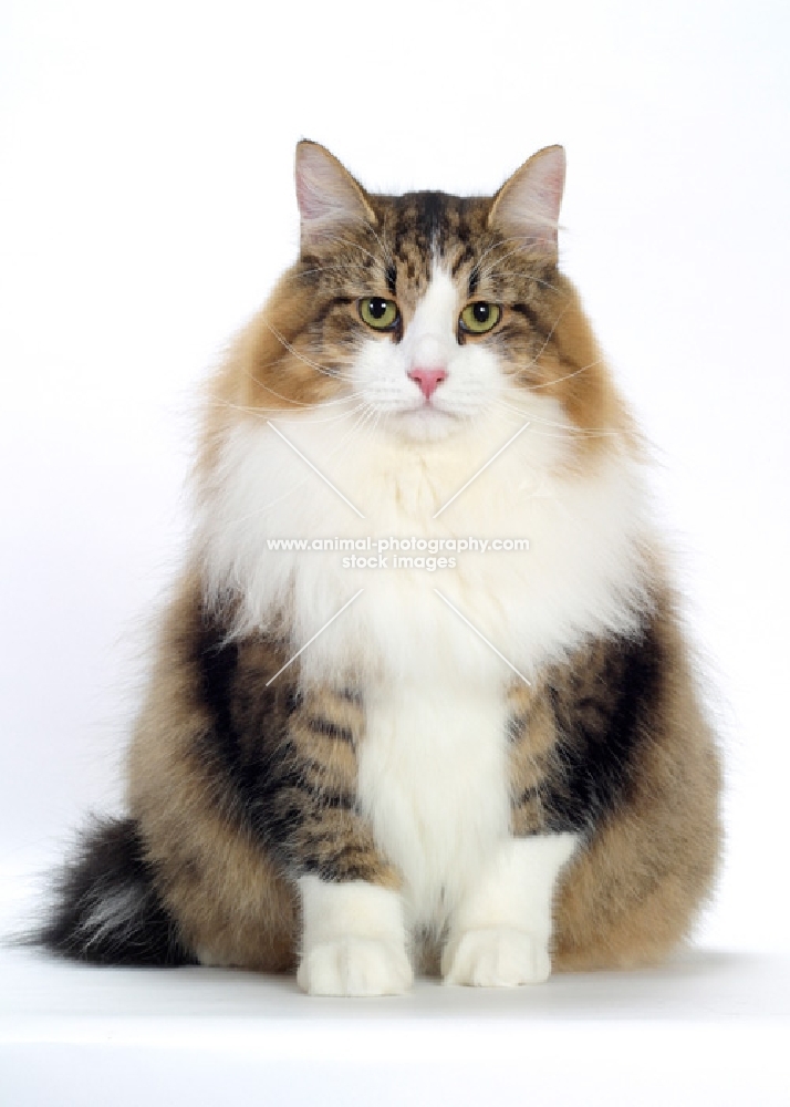 Brown Mackerel Tabby & White Siberian Cat, front view