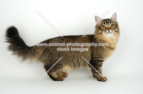 golden tiffanie cat, side view