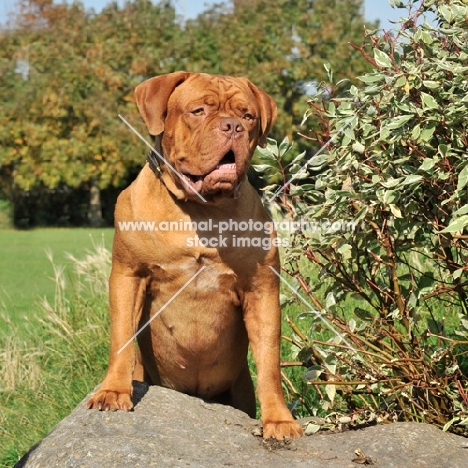 Dogue de Bordeaux resting on rock