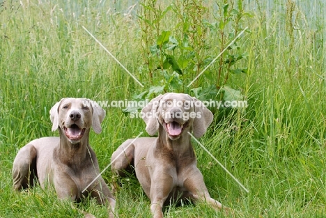 two shorthaired Weimaraners