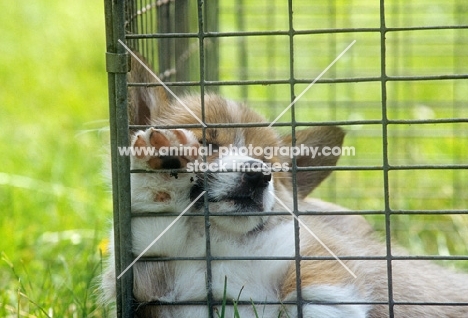 pembroke corgi puppy asleep in a  pen