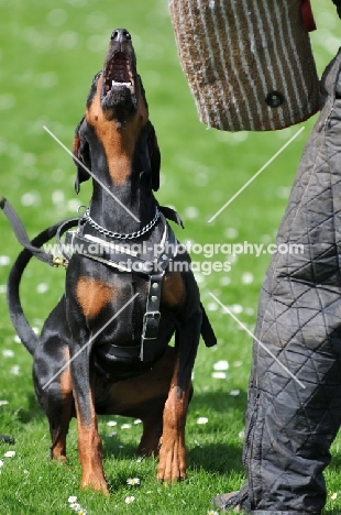 Dobermann barking