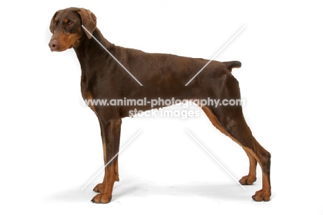 Australian Champion Dobermann