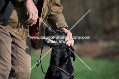 man petting black labrador