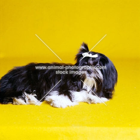 shih tzu in the studio