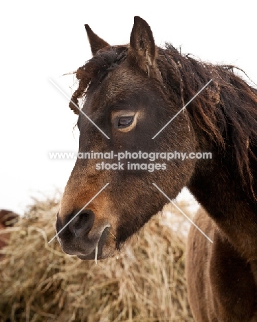 Morgan horse eating hay in winter