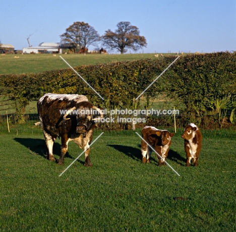 longhorn cow with two calves at pithouse farm