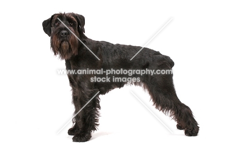 black standard Schnauzer