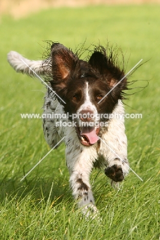 German Longhaired Pointer running