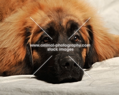 Leonberger resting