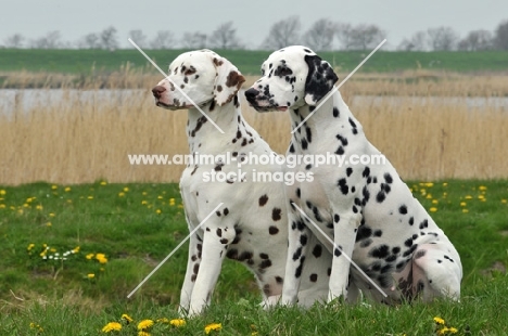 two Dalmatians on grass
