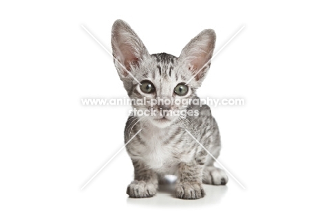 Peterbald kitten, 2 months old, looking into camera