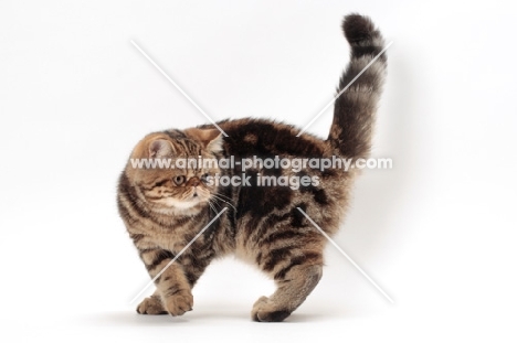 Exotic Shorthair turning, brown classic tabby colour